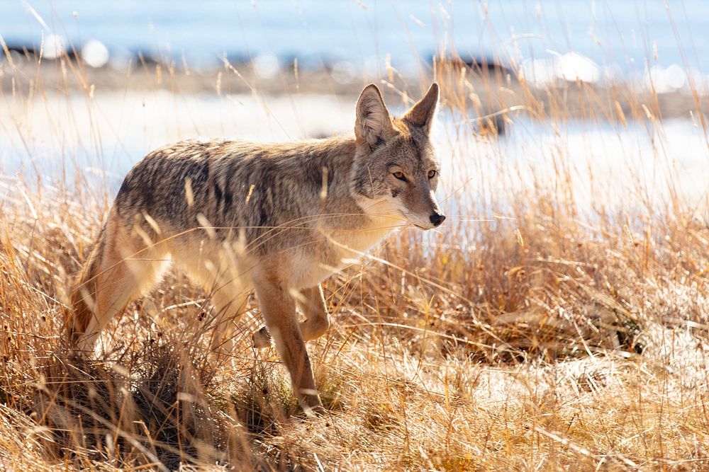 Coyote hunts along the shore of Yellowstone Lake, USA. Original public domain image from Flickr