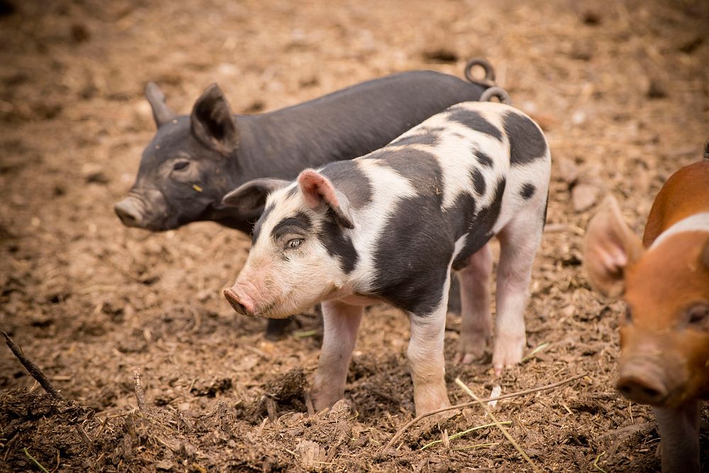 Joe Purcell, owner of the Purcell Ranch near Lolo, Mont., raises hogs and uses the manure byproduct to augment his soil…