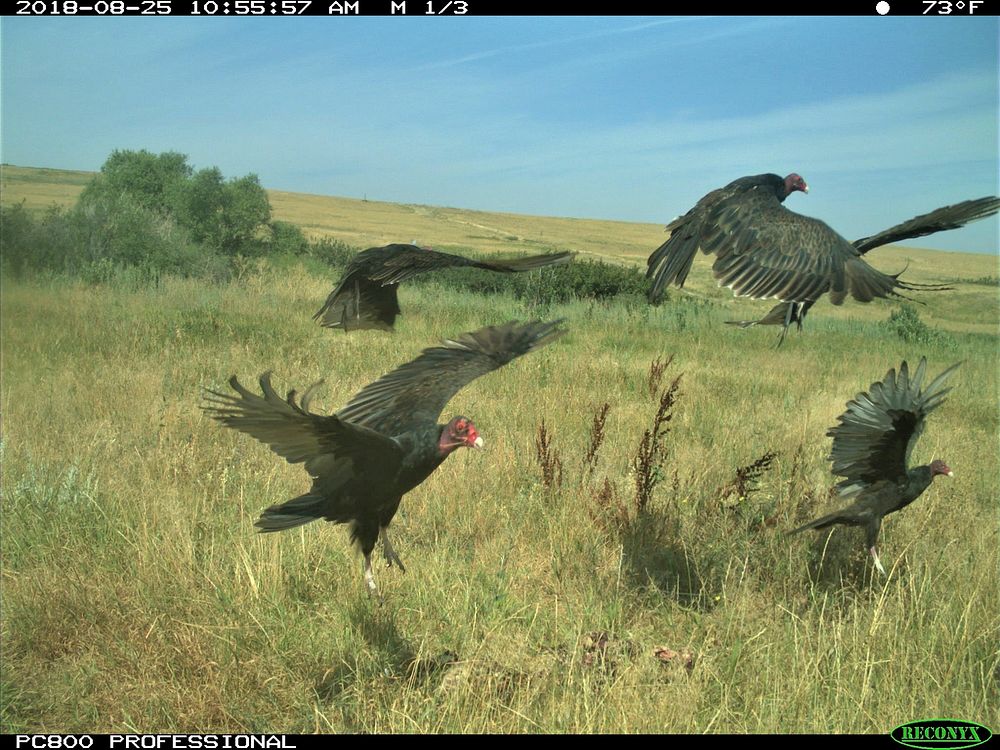 Turkey vultures caught by trail camera. Turkey vultures are scavengers and are one of a few bird species that have a well…