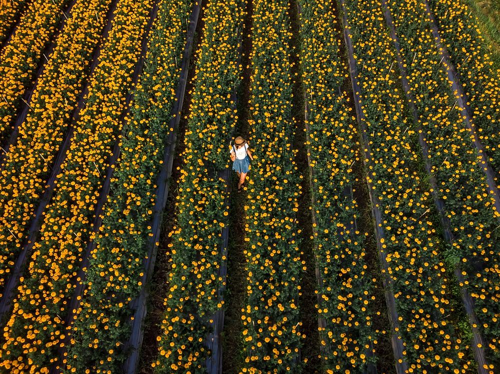 Aerial view of woman on a marigold field.
