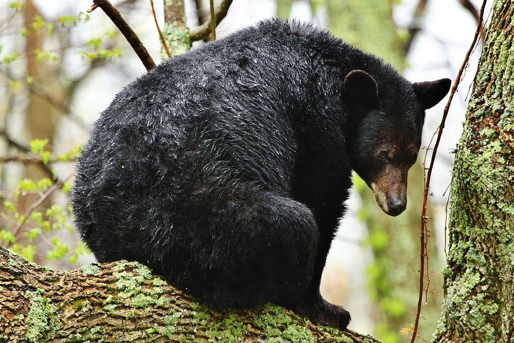 American black bear, animal background. Free public domain CC0 photo.