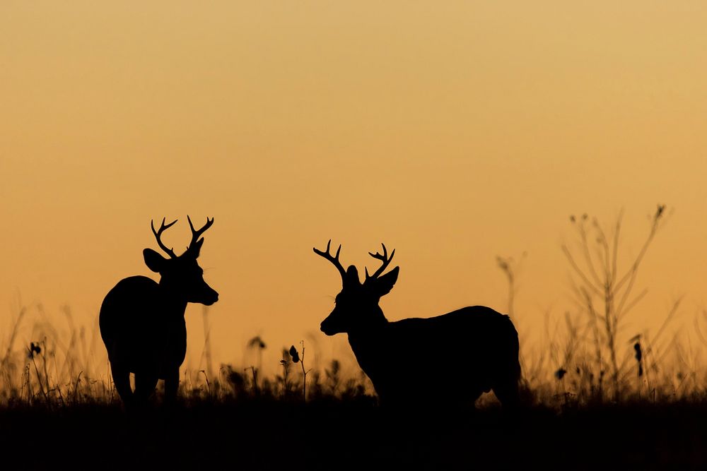 Deer, animal aesthetic during sunset. Free public domain CC0 photo.