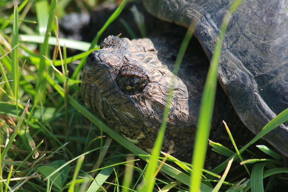 Snapping turtle. Free public domain CC0 photo.