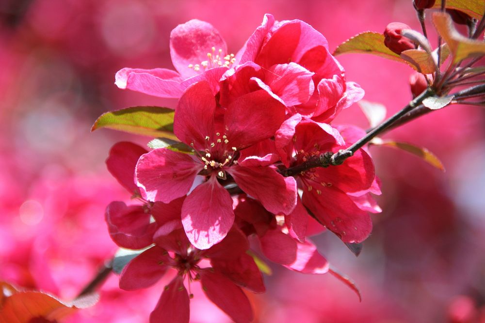 Pink cherry blossom blooms in summer. Original public domain image from Flickr