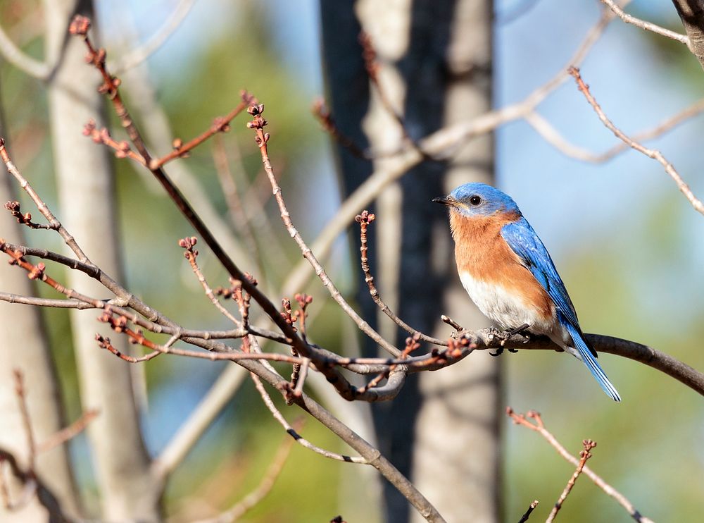 Male Eastern bluebird. Free public domain CC0 photo.