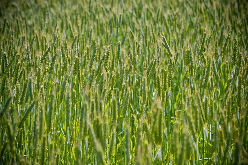 John Wiegand grows spring wheat on his farm near Shelby, Mont. Wheat is part of his diversified crop rotation that can…