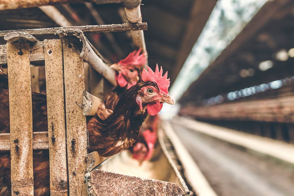 Chicken at a farm. Free public domain CC0 image.