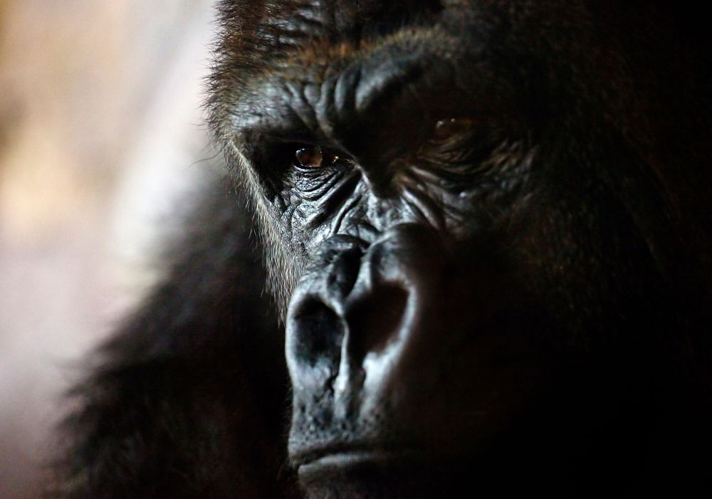 Gorilla, animal photography. Free public domain CC0 image.