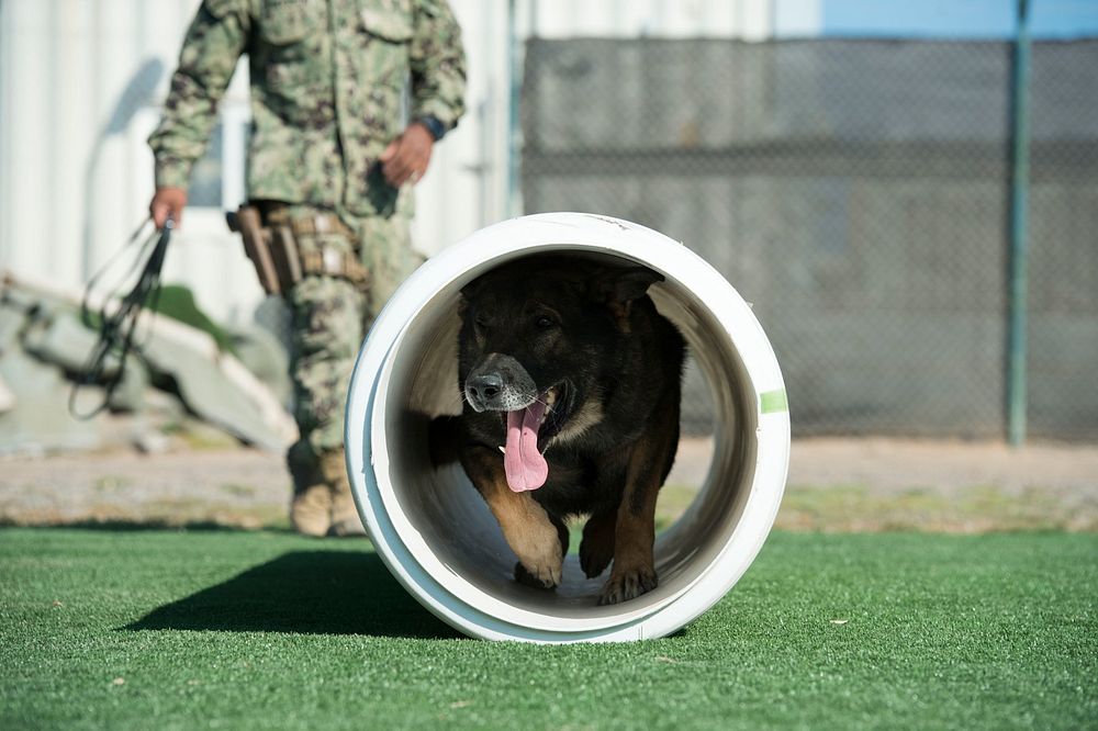 U.S. Navy Master-at-Arms 2nd Class Christopher Henderson, and Military Working Dog Mark, forward-deployed to the security…