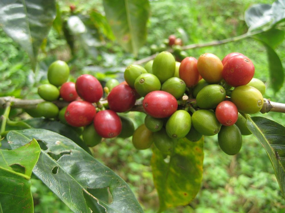 Coffee beans. Original public domain image from Flickr