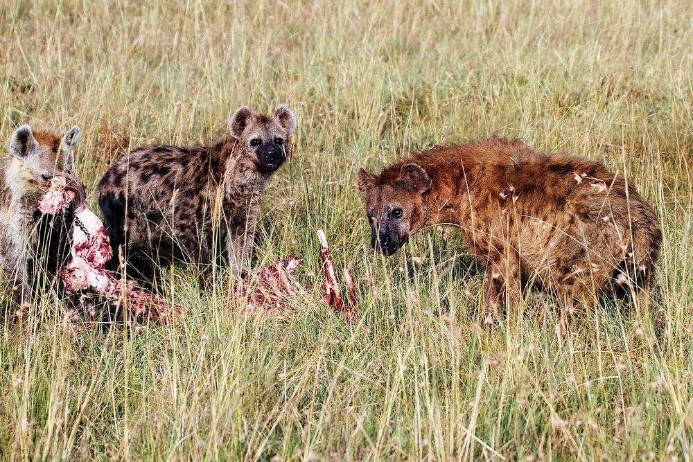 斑鬣狗 Spotted hyena (Crocuta crocuta), Kenya.
