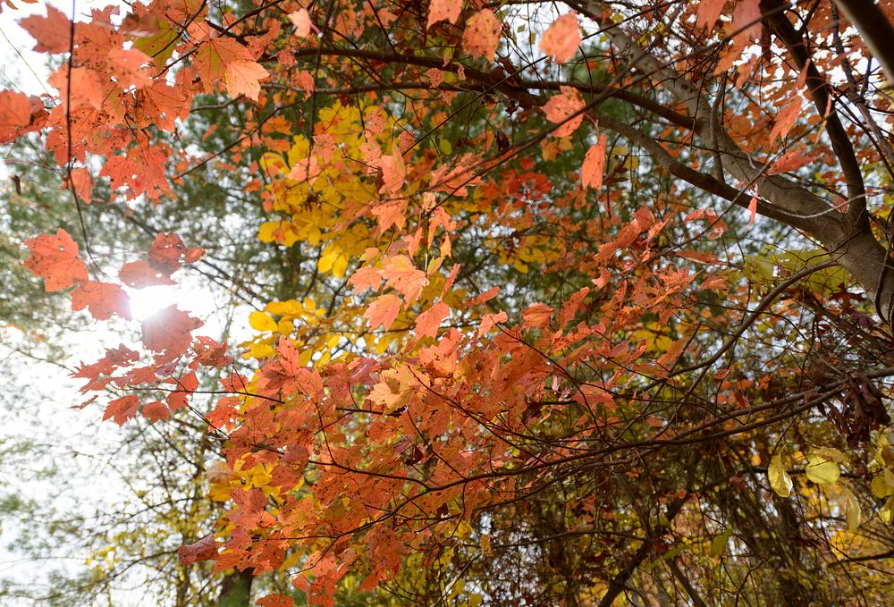 Autumn aesthetic background. Free public domain CC0 photo.