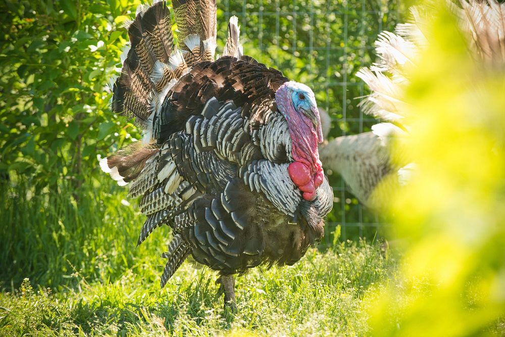 Laura Garber raises organic turkeys on her Homestead Organics farm near Hamilton, Mont. Ravalli County, Montana. June 2017.…