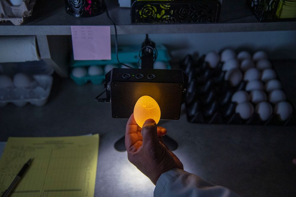 U.S. Department of Agriculture (USDA) Shell Egg Graders candle eggs looking for defects.USDA photo by Preston Keres.…