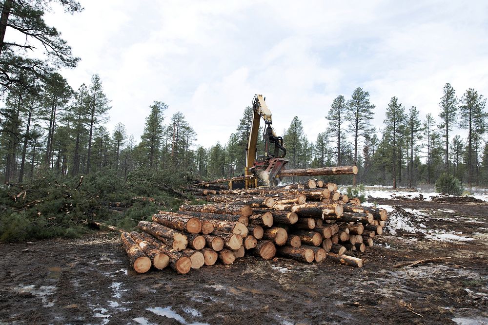 A harvester processes trees and stacks the logs, at the U.S. Department of Agriculture (USDA) Forest Service (FS) Apache…