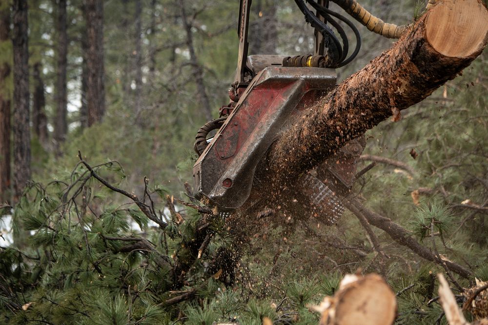 A harvester processes trees and stacks the logs, at the U.S. Department of Agriculture (USDA) Forest Service (FS) Apache…