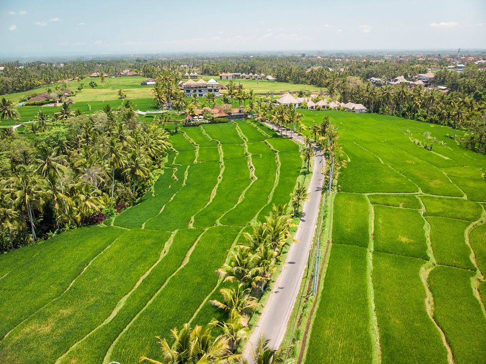Drone view of rice plantation on bali island with path to walk around and palms.