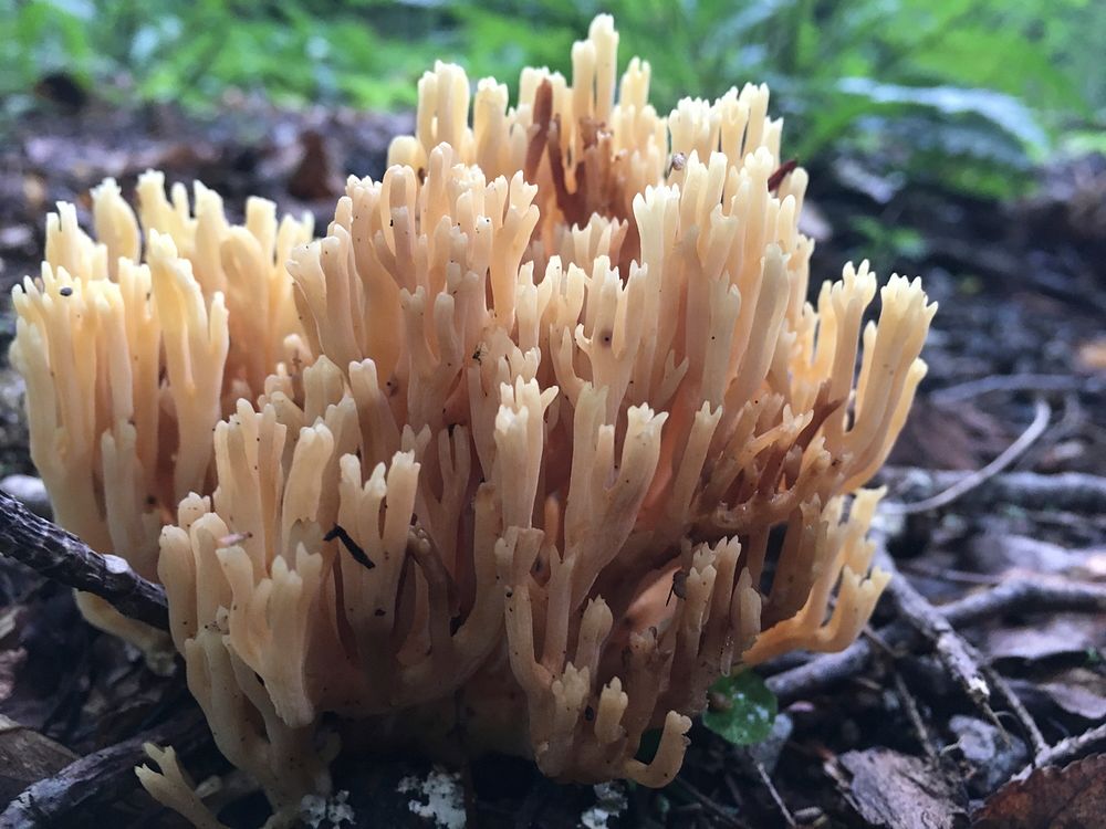 Coral mushroom Doug Brinkmeyer.