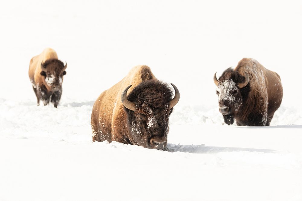Bull bison make their way through deep snow. Original public domain image from Flickr