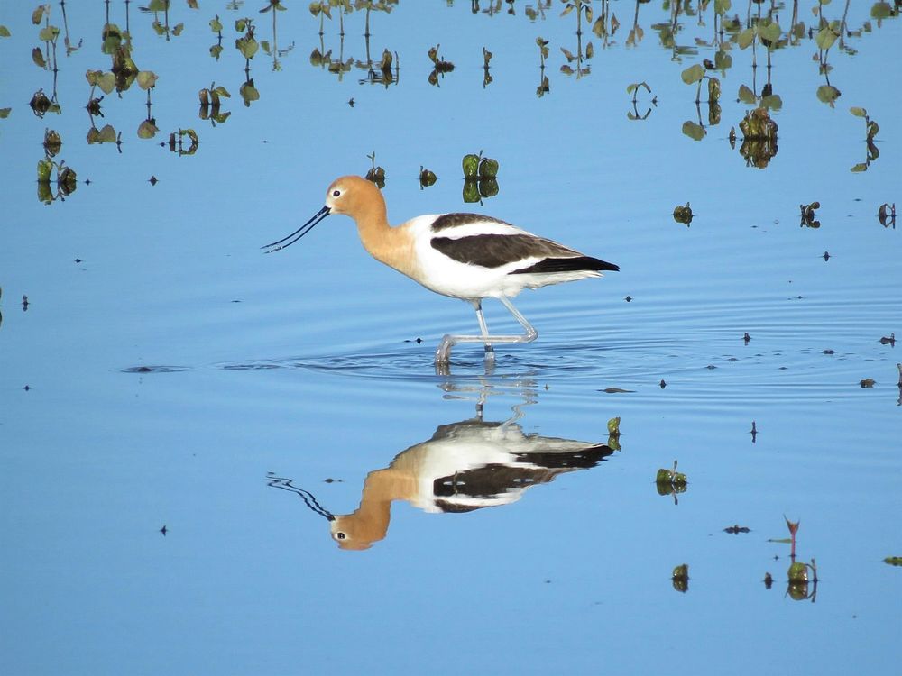 American AvocetAn American avocet wades in a shallow wetland at Morris Wetland Management District in Minnesota.Photo by…