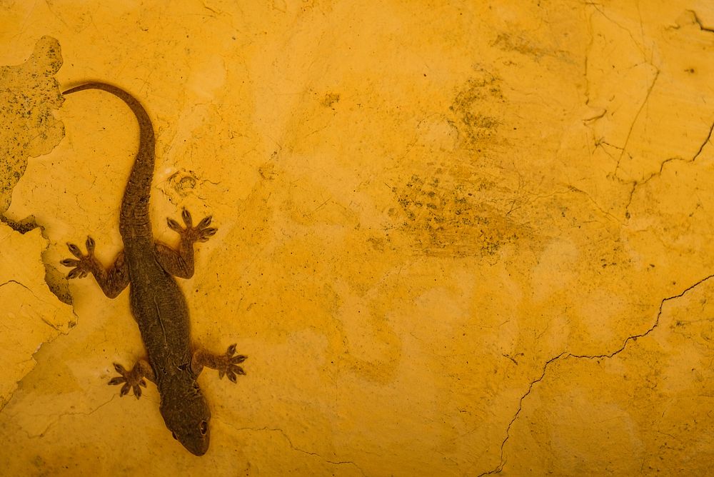 Gecko Lizard on Yellow Wall. Free public domain CC0 image.