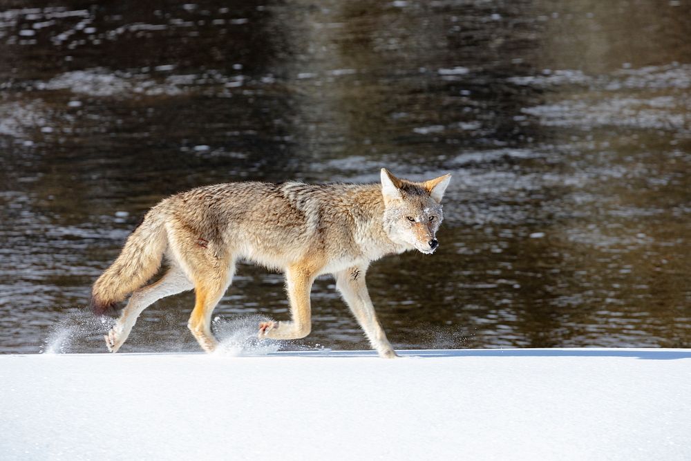 A coyote trots along the Madison RIver in search for food. Original public domain image from Flickr
