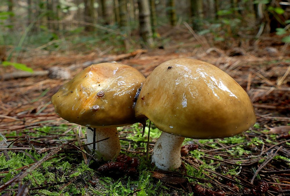 The Suillaceae are a family of fungi in the order Boletales, containing the boletus-like Suillus, the small truffle-like…