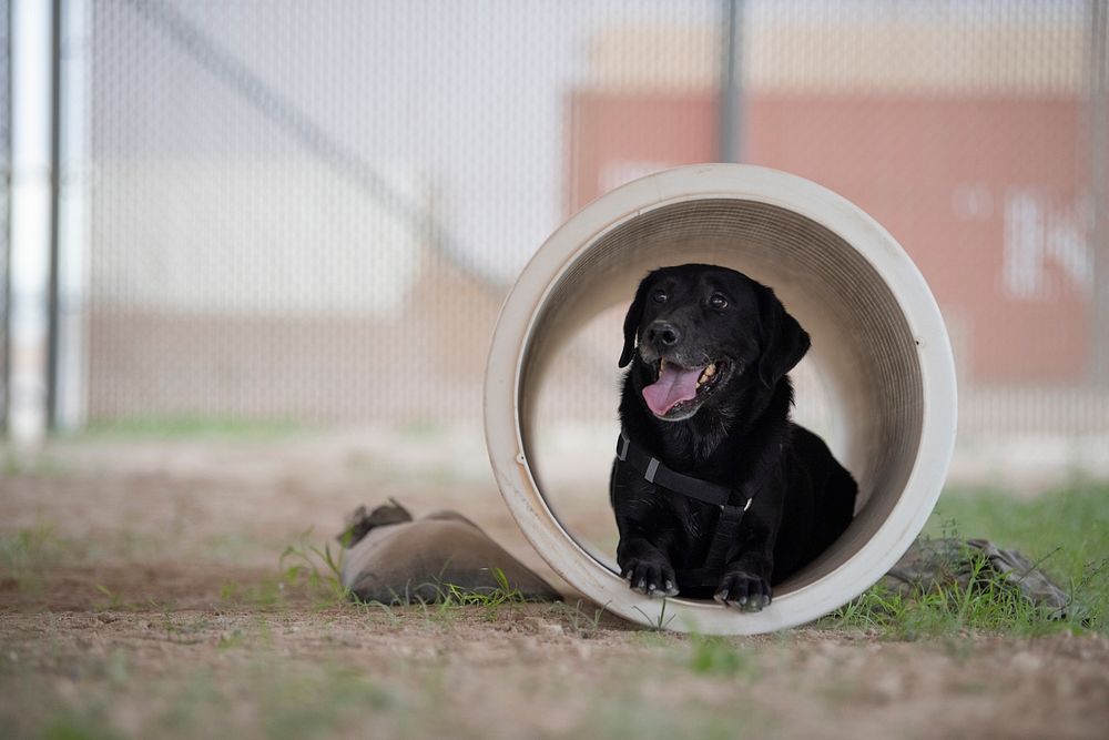 U.S. Air Force military working dog Ritz, a single-purpose explosive detector dog, relaxes after navigating a confidence…