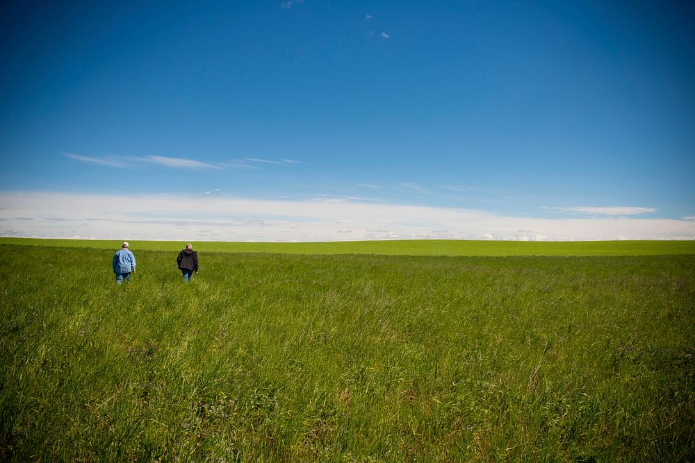 Ernie Haglund, left, NRCS soil conservationist, and John Wiegand walk through a CRP field on John's farm near Shelby, Mont.…