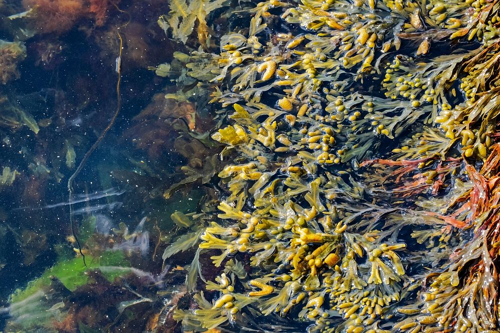 Bladder wrack and other algae at the North Harbor Lysekil