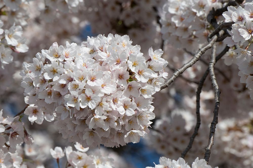 The older cherry blossom trees tend to have the fullest groups of flowers near the Tidal Basin, in Washington, D.C., on…