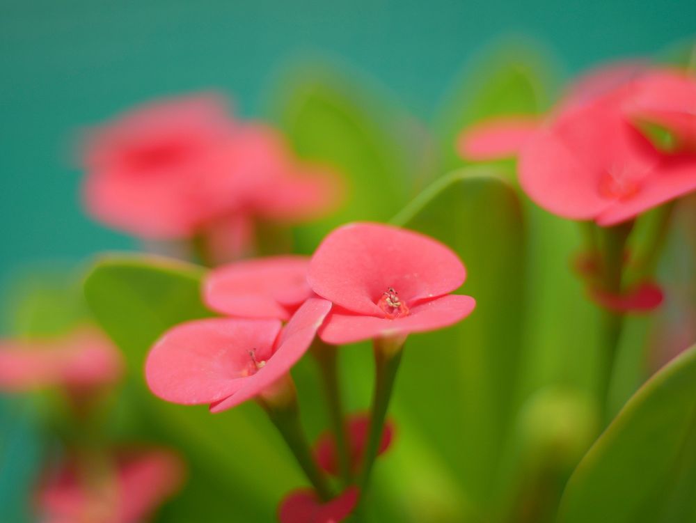 Red flower background. Free public domain CC0 photo.