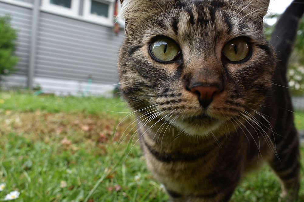 Cat staring into the camera.