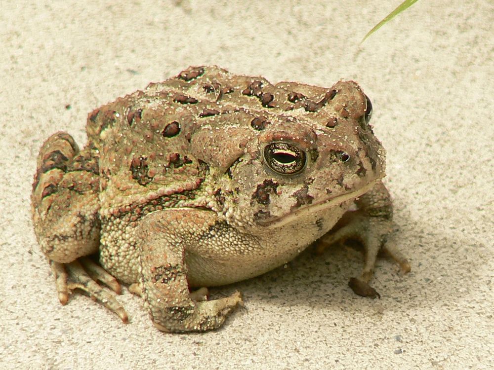 Fowler's toad at Cape May National Wildlife Refuge. Credit: Laura Perlick / USFWS. Original public domain image from Flickr