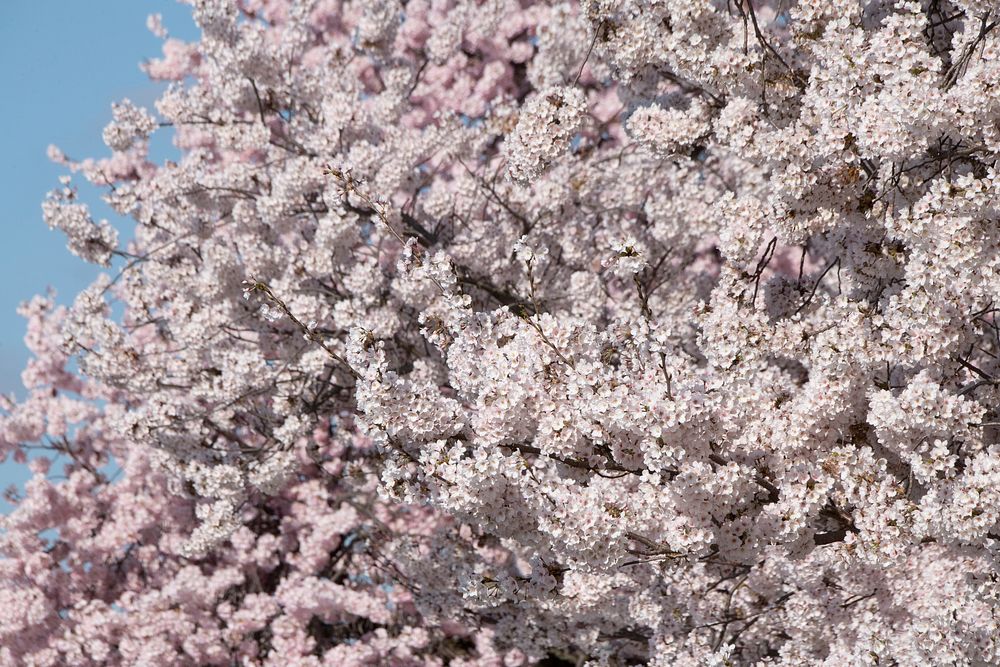 Cherry blossoms near the Tidal Basin, the U.S. Department of Agriculture (USDA) Whitten Building, and Forest Service (FS)…