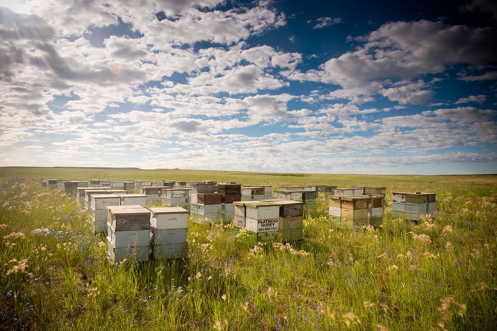 Bee hives on the John Wiegand farm near Shelby, Mont. June 2017. Toole County, Montana. Original public domain image from…