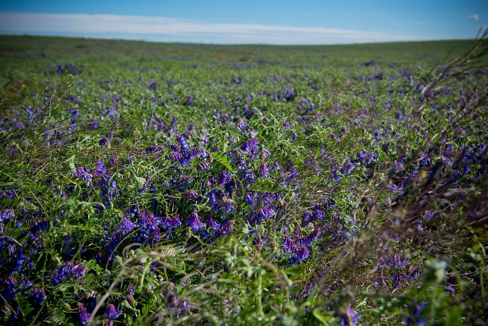 A stand of hairy vetch on the John Wiegand farm near Shelby, Mont. June 2017. Toole County, Montana.. Original public domain…