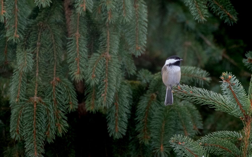 5P2A1375Chickadee. Original public domain image from Flickr