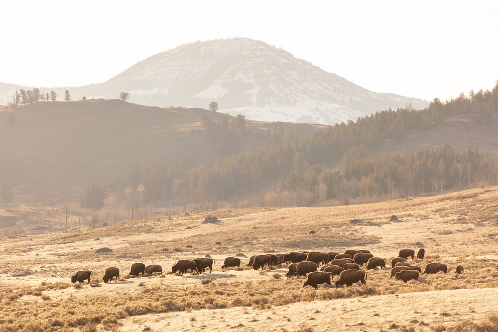 A group of bison grazing with Druid Peak in the distanceby Jacob W. Frank. Original public domain image from Flickr