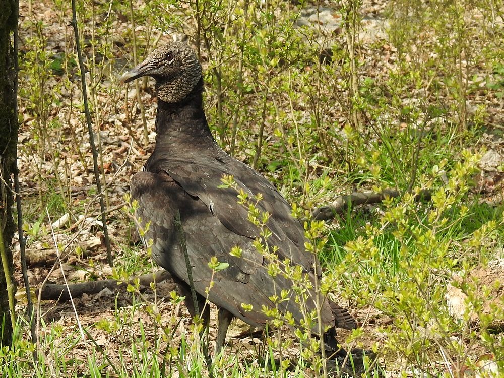 Black vulture, March 16, 2018 Warren Bielenberg.