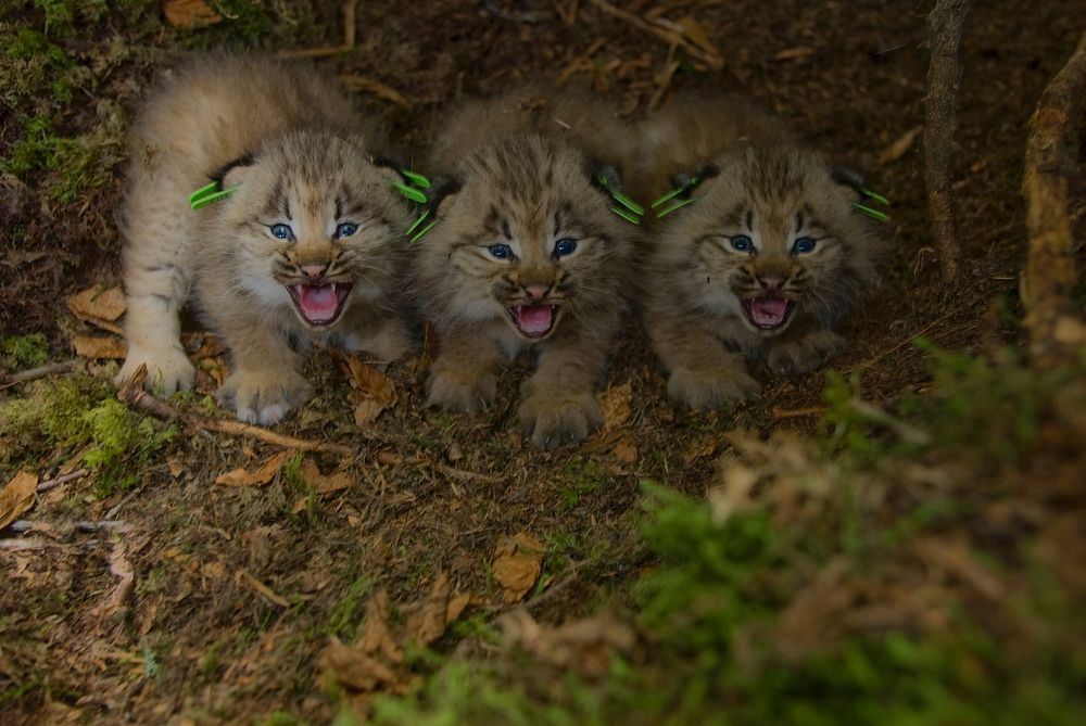 Canada Lynx kittens. Original public domain image from Flickr