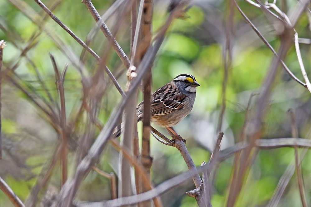 White-throated sparrow perched on a branchPhoto by Courtney Celley/USFWS. Original public domain image from Flickr