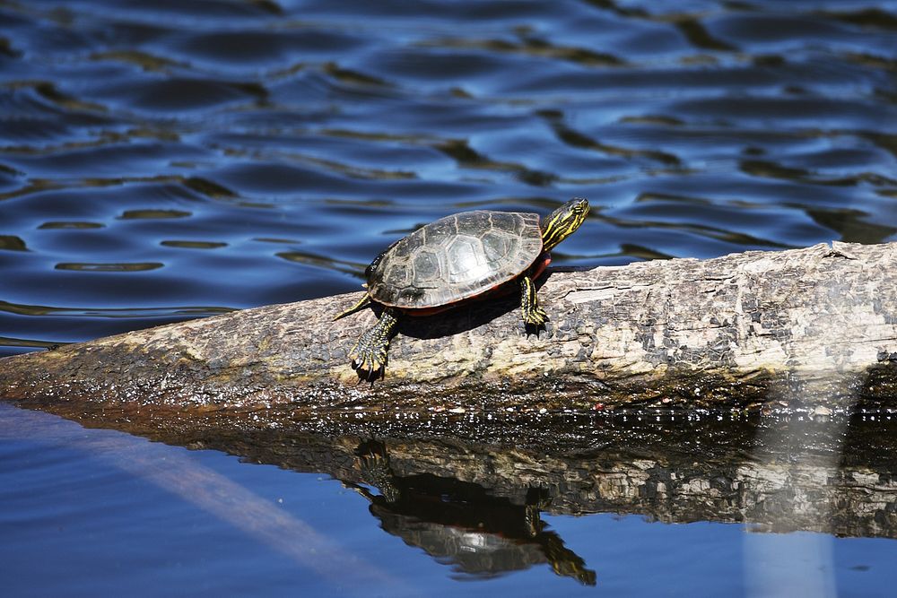 Painted turtle basking in the sun on a logPhoto by Courtney Celley/USFWS. Original public domain image from Flickr