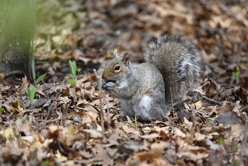 Gray squirrel foraging in leaf litter. Original public domain image from Flickr