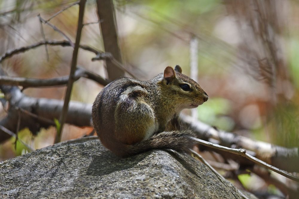 Eastern chipmunk perched on a rockPhoto by Courtney Celley/USFWS. Original public domain image from Flickr