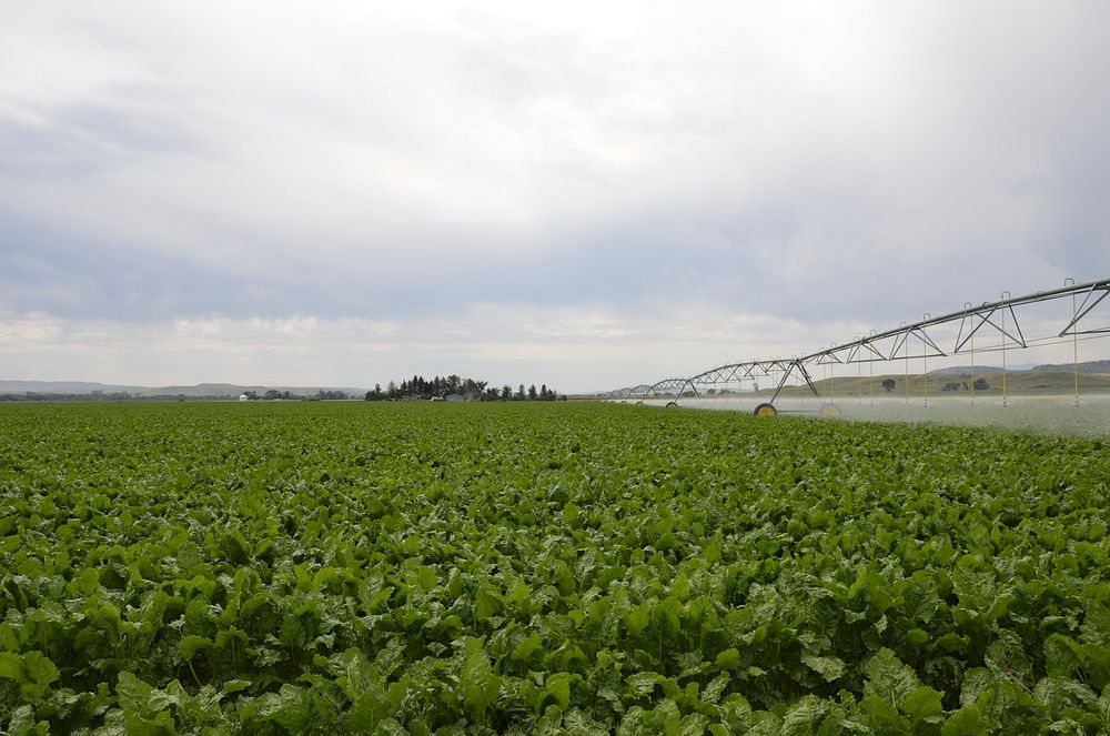 No-till sugarbeets planted into barley stubble under center pivot irrigation on Greg Schlemmer's farm.
