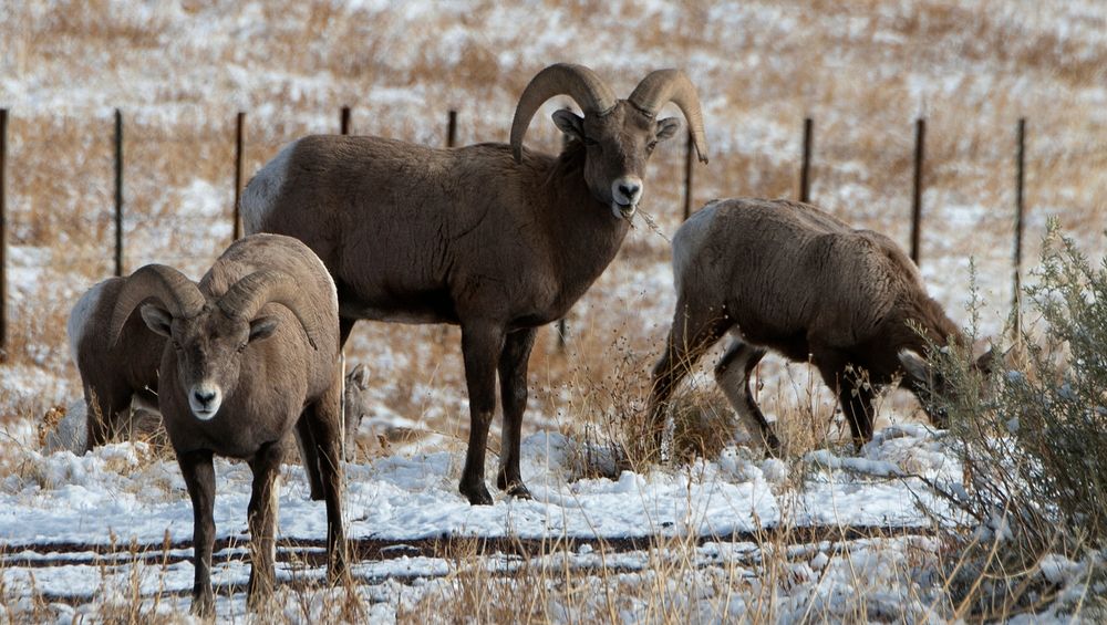 Bighorn Sheep in the U.S. Department of Agriculture (USDA) Forest Service (FS) Apache-Sitgreaves National Forests, five…