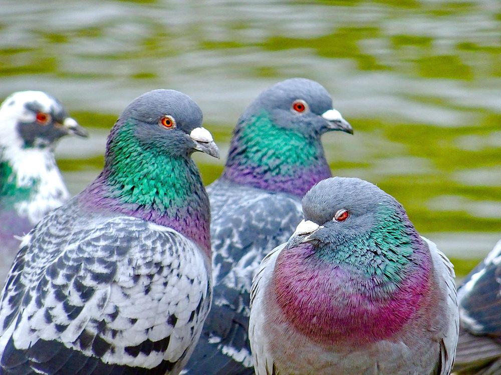 Colourful Pigeons.