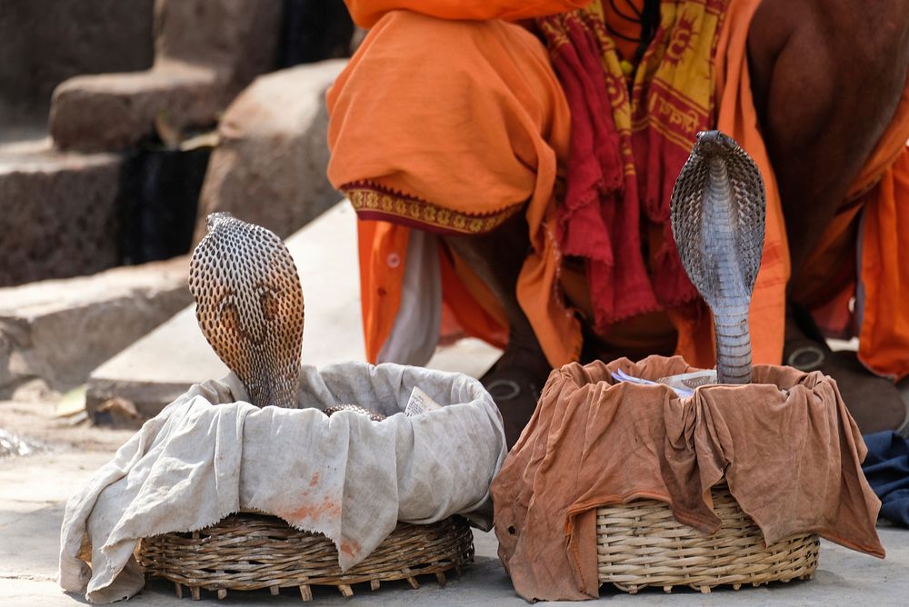 Cobra snake & reptile animal. Free public domain CC0 image