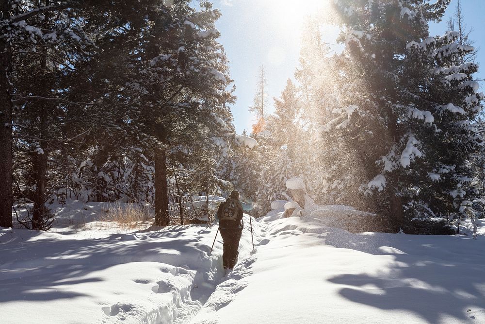 A skier is dusted from falling snow from a tree. Original public domain image from Flickr